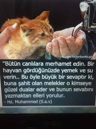 Melek Isik Adli Kullanicinin Siir Gibi Panosundaki Pin Hayvan Dualar