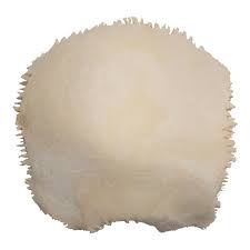 Image result for Parietal Bone