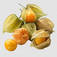Image result for Physalis pubescens