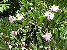 Image result for Indigofera erythrogramma