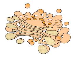 Golgi apparatus function in an animal cell. Cell Structure