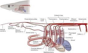 The sharks and other cartilaginous fishes (the class chondrichthyes) have modified the structure of the first two arches; Conus Arteriosus An Overview Sciencedirect Topics
