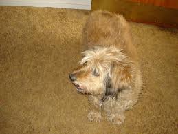 Reasons your carpet smells bad after cleaning it. Carpet Smells Like Dog Networx