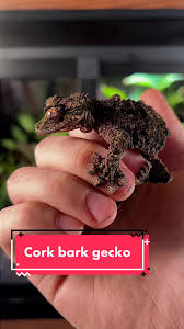 Image result for Urochloa platyrrhachis