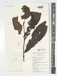 Image result for Massularia