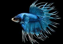 Jika anda menyukai warna hitam pasti anda akan tertarik dengan black vampire betta fish yang kami sebutkan ini. 17 Jenis Ikan Cupang Hias Untuk Dipelihara Cantik Mudah Dirawat