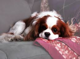 We did not find results for: Cavalier King Charles Spaniel Wallpapers Group 55