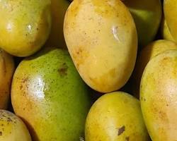 Image of Toba mango