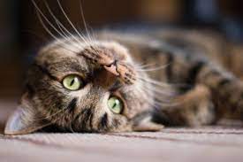 Cat In Spanish English Spanish Translator Nglish By Britannica