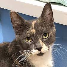 Neighborhood clubhouses, existing at the time of adoption of this subsection, are declared to be conforming. Norwalk Ct Domestic Shorthair Meet Dina A Pet For Adoption