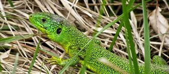 RÃ©sultat de recherche d'images pour "animaux et vertÃ©brÃ©s forÃªt du nord Rif du Maroc images"