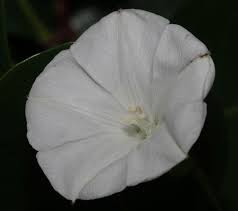 Image result for Aniseia martinicensis