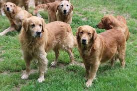 It's free to post an ad. Puppies For Sale Virginia