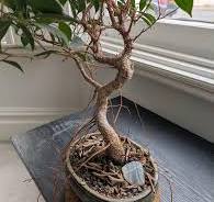 My ficus has aerial roots! Any tips how to style it? : r/Bonsai