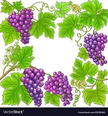Grapes Branches Vector Frame On White Background Download A Free Preview Or High Quality Adobe Illustrator Ai Eps Pdf White Background Branch Vector Grapes