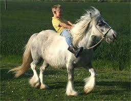 We did not find results for: Miniature Gypsy Horses Trot Into Town Calling All Micro Cobs