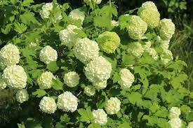 Tulip bulbs, daffodil bulbs, lily bulbs, allium bulbs The 6 Best Native Plants For Your Sustainable Landscape In Grand Rapids R A Landscaping