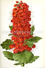 Image result for Greyia