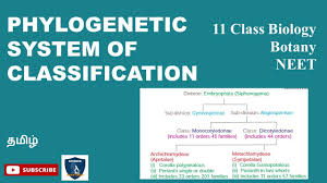 Phylogenetic System Of Classification Tamil Taxonomy Systematic Botany I Botanyi Class 11 Neet Youtube
