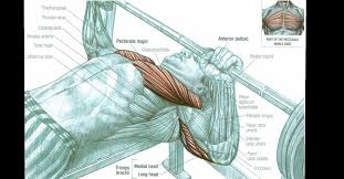 In this video i talk about the muscles that come from the thoracic wall and chest muscles that insert on the shoulder bones.✅. The Complete Guide For A Massive Chest Fitness And Power