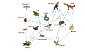 In ecology, organisms that eat on the basis of other organisms are classified as consumers. Solved According To The Foodweb The Frog Is A Choose A Chegg Com