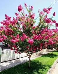 10 Optimistic Hacks Backyard Garden Landscape Inspiration Deep Shade Garden Ideas Colourful Garden Ideas Kids Zen Flowering Trees Rose Trees Front Yard Design