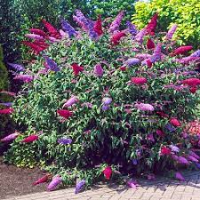 3 In 1 Butterfly Bush Michigan Bulb Company