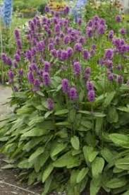 Image result for Stachys