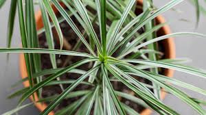 From feathery ferns to spiky succulents and all the leaf varieties in between, house plants can help turn your house into a home. 7 Recommended Houseplants For Low Light Conditions