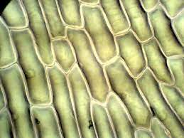 Check spelling or type a new query. Onion Cells Under A Microscope Requirements Preparation Observation