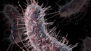 Dna can then be forced into the. Encuentran Una Superbacteria Inmune Al Antibiotico Mas Potente Ciencia El Pais