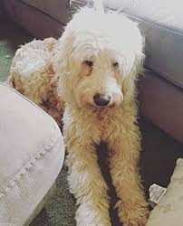 Goldendoodle Wikipedia