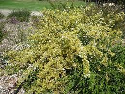 Image result for Tetragonia calycina