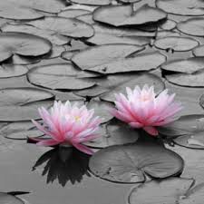 Black And White With Color Photoshop Waterlilly Jpg 400 400 Black And White Background Color Splash Pink Black And White Wallpaper