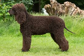 Image result for irský vodní španěl