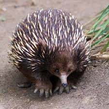 05unusual Animals Memeliler Hayvanlar Ve Hayvanlar Alemi