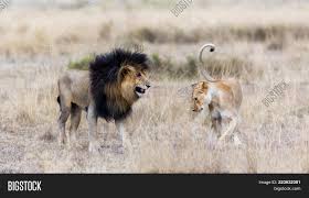 Scarface, another of maasai mara's legendary lion has taken a final bow. Adult Lion Lioness Image Photo Free Trial Bigstock