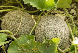 We did not find results for: How To Plant Grow And Harvest Cantaloupes And Summer Melons