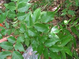 Image result for Dialium holtzii