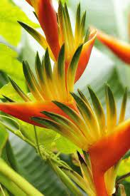 Alexine On Twitter Unusual Flowers Birds Of Paradise Flower Strange Flowers