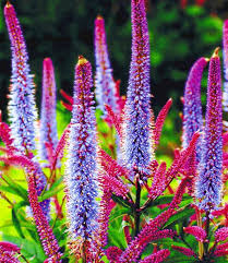 Veronika Cupido Winterharte Pflanzen Garten Stauden Winterhart