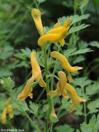 Image result for Corydalis