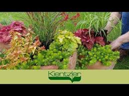Herbstzauber Winterharte Stauden Fur Balkon Und Garten Pflanzen Youtube Garten Pflanzen Winterharte Stauden Pflanzen