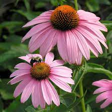 Echinacea Purpurea Magnus Walters Gardens Inc