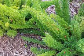 Image result for Asparagus natalensis