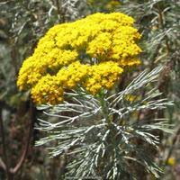 Image result for Phymaspermum