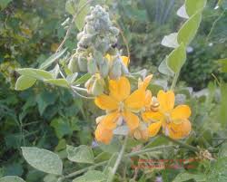 Image result for Senna hirsuta