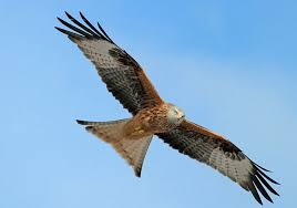 Small British Birds Of Prey Images Red Kite Beautiful British Bird Of Prey There Is A Pair Of These Near Me Birds Of Prey British Birds Of Prey