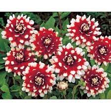 Garden State Bulb 2 Pack Duet Dahlia Lw02716 Dahlia Flowers Lowes Home Improvements