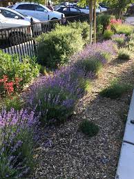 Need Help Identifying This Specific Lavender Bush Zone 9a Gardening Garden Diy Home Flowers Rose Lavender Bush Front Yard Landscaping Front Landscaping